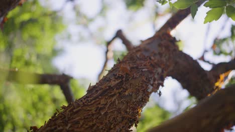 A-close-up-shot-of-a-brown-tree-branch-on-a-sunny-day