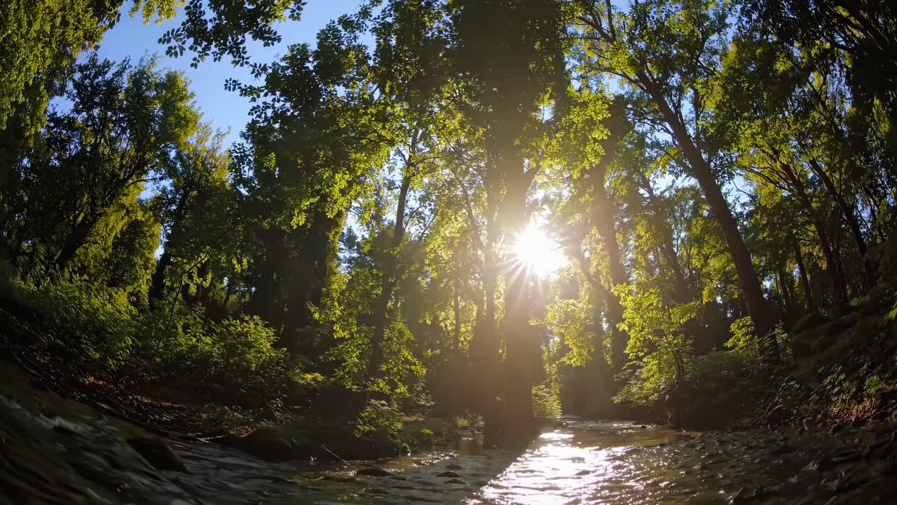 Low-angle video shot of sunlight streaming through lush forest trees, casting reflections