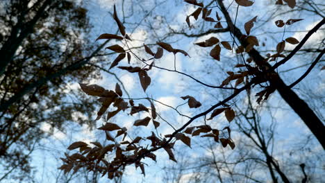 hojas y árboles en el bosque en otoño, en cámara lenta