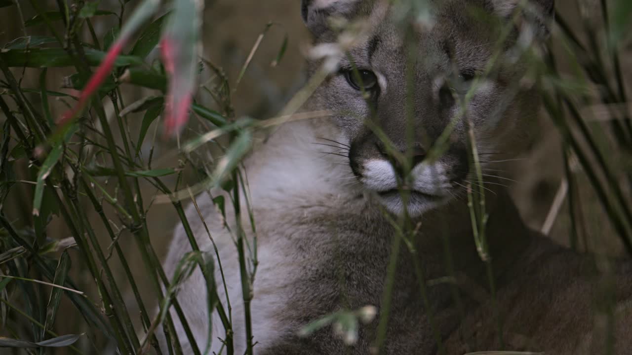 Cougar Hidden in the Bamboo
