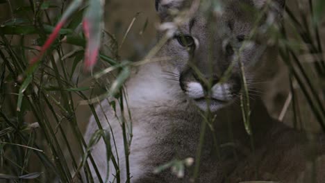 cougar hidden in the bamboo