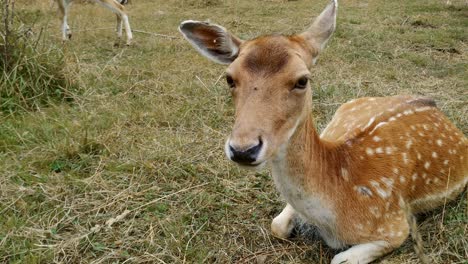 cerca de un gamo sentado en la hierba en un campo