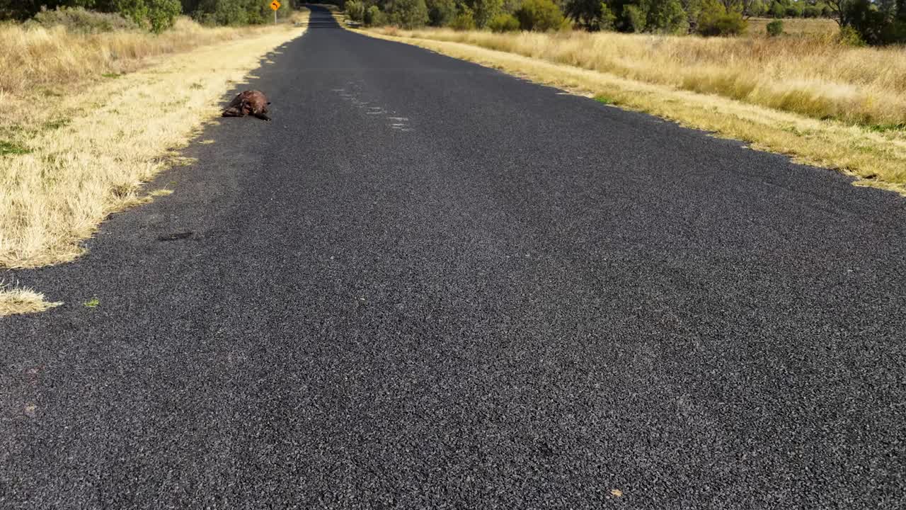 Drone footage moves along an empty country road, passing a dead kangaroo lying on the roadside in bright daylight, surrounded by dry grass