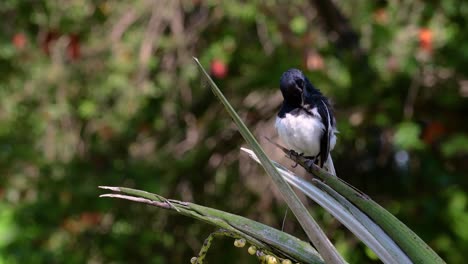 The-Oriental-magpie-robin-is-a-very-common-passerine-bird-in-Thailand-in-which-it-can-be-seen-anywhere