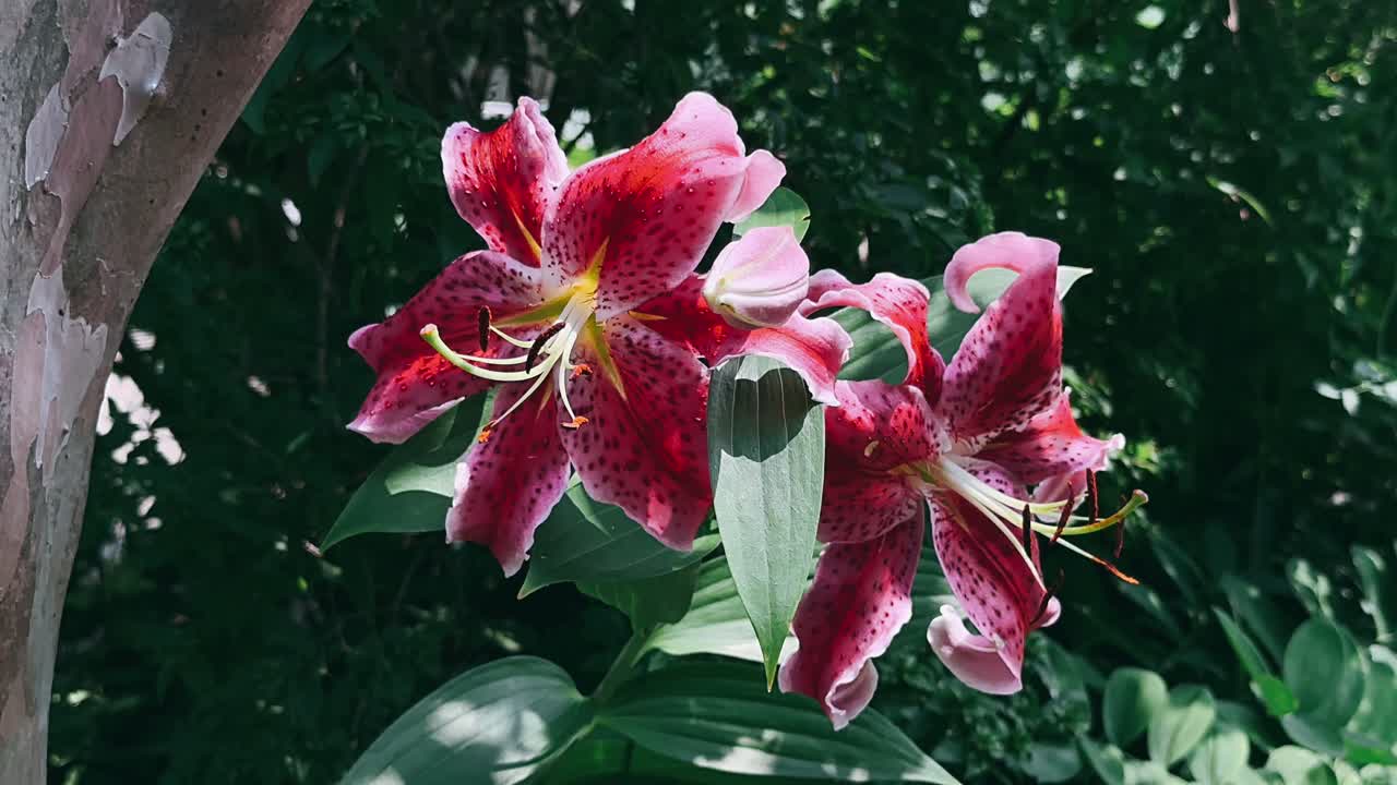 hermosas flores de lirio rosas y rojas en un jardín