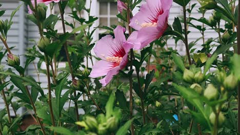 flores de hibisco rosas en un jardín