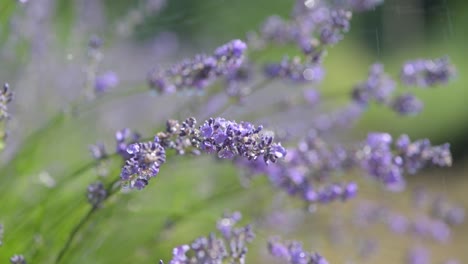 lavanda en el jardín con gotas de agua