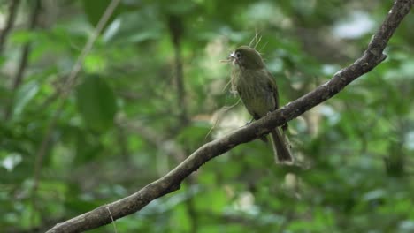 un schiffornis del norte posado en una rama de árbol con palos para su nido