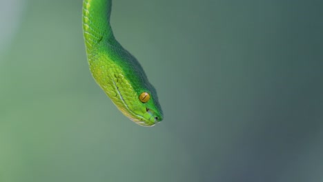 La-Víbora-De-Labios-Blancos-Es-Una-Víbora-Venenosa-Endémica-Del-Sudeste-Asiático-Y-A-Menudo-Se-Encuentra-Durante-La-Noche-Esperando-En-Una-Rama-O-Rama-De-Un-árbol-Cerca-De-Un-Cuerpo-De-Agua-Con-Muchos-Alimentos