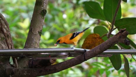 Orange-oriole,-icterus-auratus-with-striking-plumage,-perched-on-the-edge-of-bowl-feeder,-eating-food-while-staying-alert-by-the-surrounding-environment