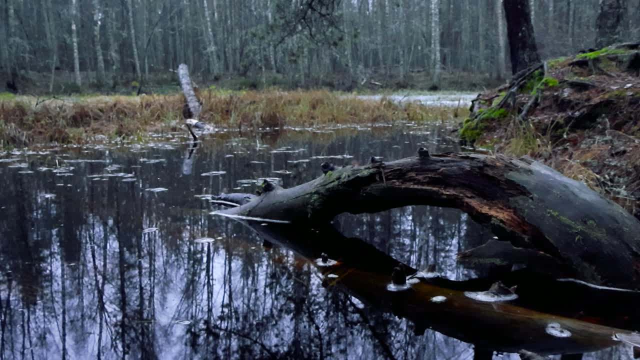 Misty Forest Swamp Landscape