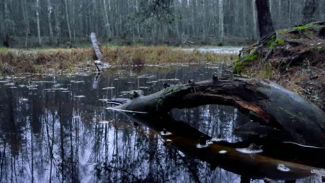 paisaje de bosques y pantanos brumosos