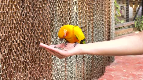 los loros se alimentan de la mano en el zoológico.