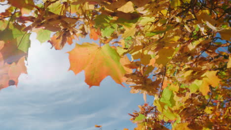 Orange-maple-leaves-swaying-in-the-wind-during-autumn-foliage-in-Helsinki,-Finland