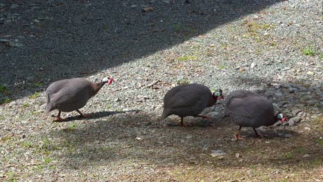 guinea fowl walking in a farmyard