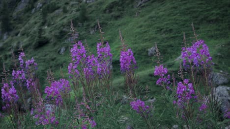flores de montaña moradas ruedan de derecha a izquierda