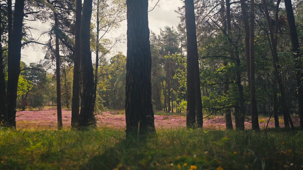 Vista dal basso attraverso i tronchi degli alberi verso un bellissimo campo di erica viola in fiore in un parco nazionale olandese, illuminato da una morbida luce naturale.