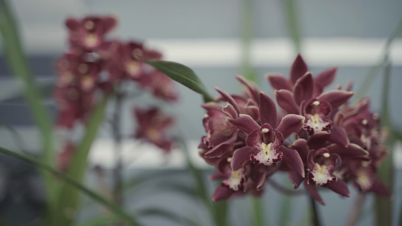 Bellissimi fiori di orchidea di diversi colori stanno sbocciando.