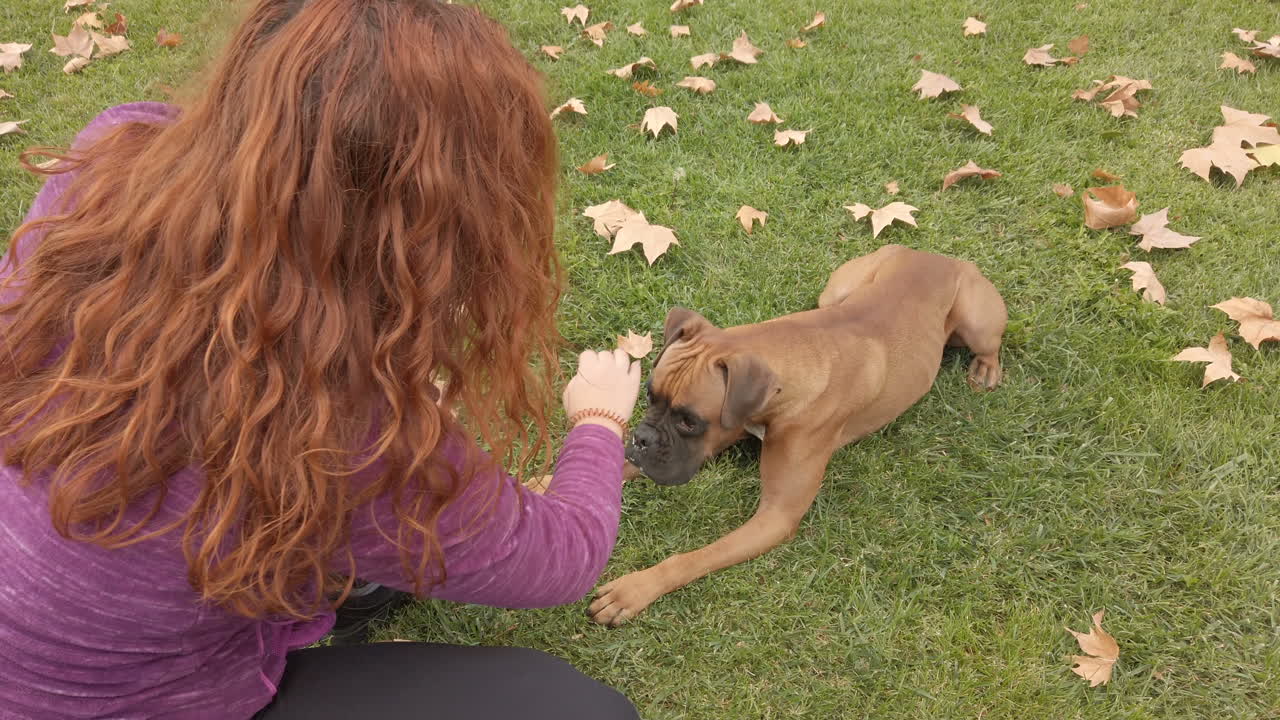 Woman training her boxer dog in the park