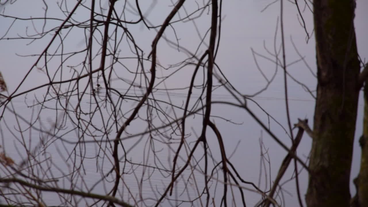 Little ducks swimming in a pond