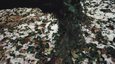 Slow-tilt-up-shot-of-a-tree-covered-in-ivy-on-a-winter-day-with-a-few-snow-in-the-park