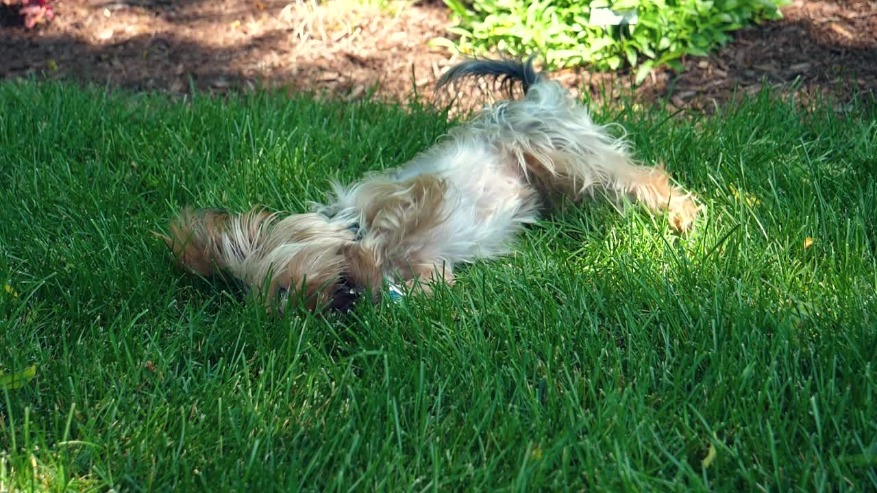 풀밭에서 막대기로 노는 귀여운 요키 개 - 180fps 슬로우 모션 요크셔 테리어