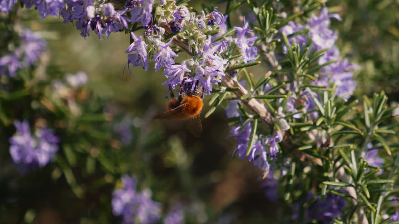 Oranje hommel voedt zich met paarse rozemarijnbloesems met zachte bokeh-achtergrond, Italië, macro, slow motion.
