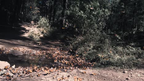 Enjambre-De-Mariposas-Monarca-únicas-Descansando-En-Un-Bosque-Verde,-El-Rosario-Michoacán,-México