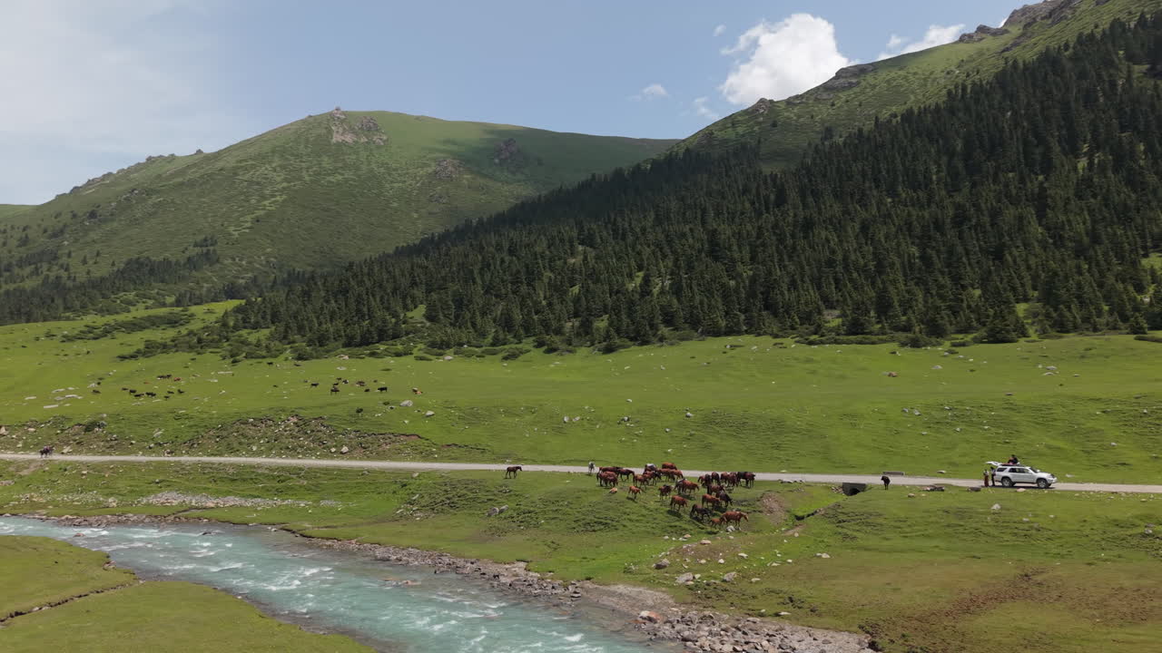 Wild Horses Near The Kel Suu Alpine Mountain River In Kyrgyzstan, Central Asia. Aerial Drone Shot
