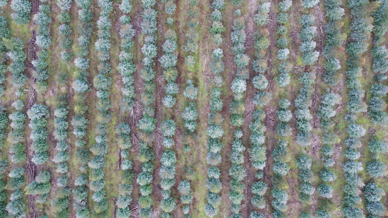 Aerial view looking directly down over a young, two year old plantation of Eucalyptus globulus, blue gum. Chetwynd, western Victoria, Australia, June 2023.