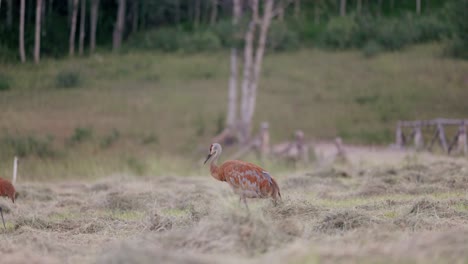 two blue and red sandhill cranes walk through freshly cut field