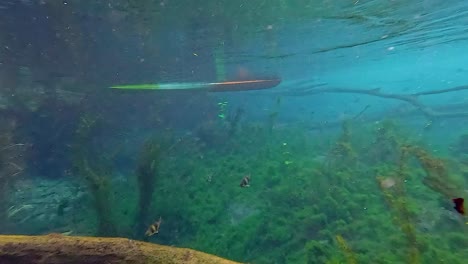 serene underwater scene with fish and seaweed