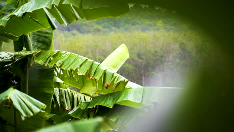 Close-up-heavy-rainfall-on-tropical-green-banana-leaf-,-slow-motion-shot