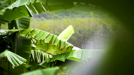 cierre las fuertes lluvias en la hoja de plátano verde tropical, tiro a cámara lenta