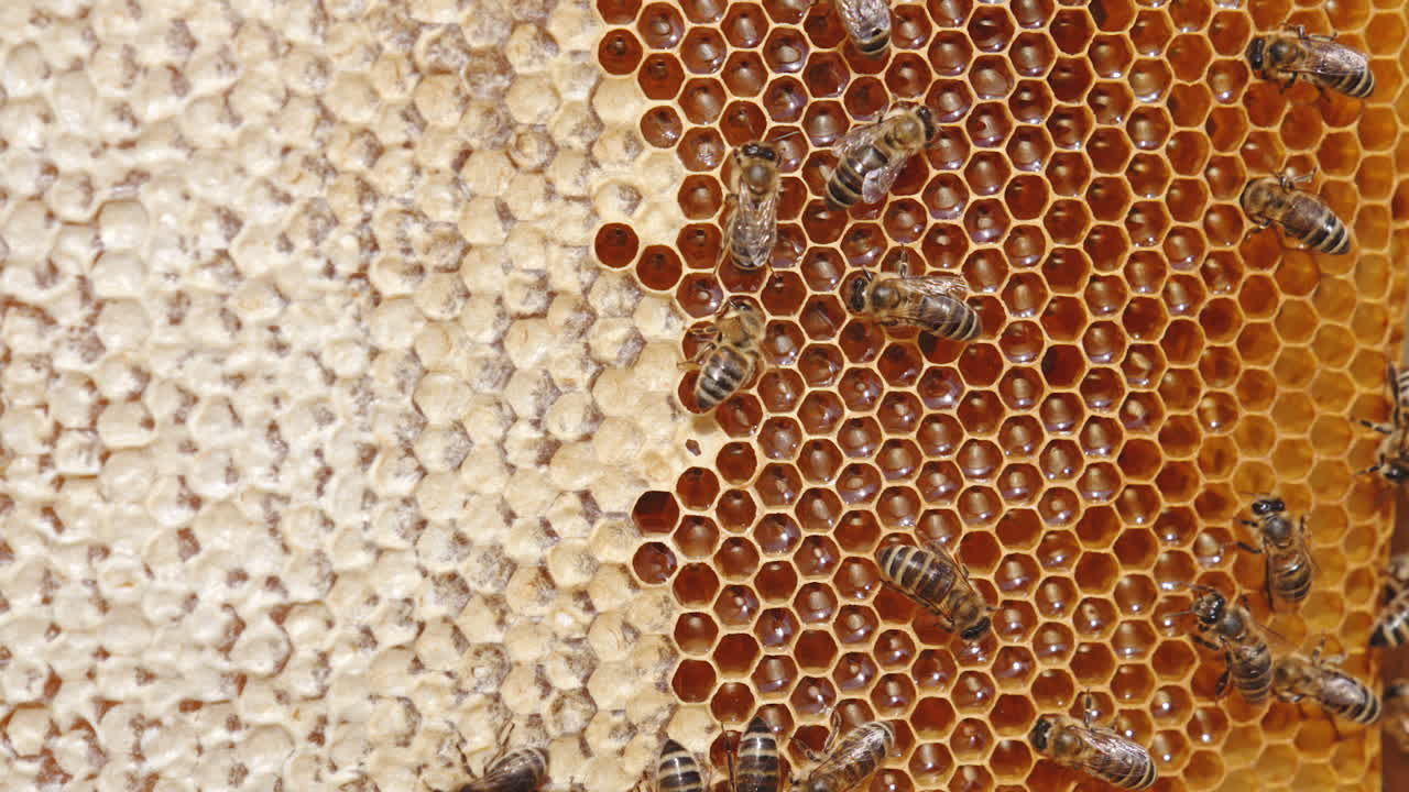 Fresh useful organic honey shining in the cells of honeycombs. Bees walking over the frame and sealing the cells with honey. Close up.