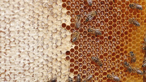 fresh useful organic honey shining in the cells of honeycombs. bees walking over the frame and sealing the cells with honey. close up.