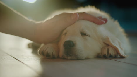 the owner gently strokes his beloved pet - golden retriever puppy