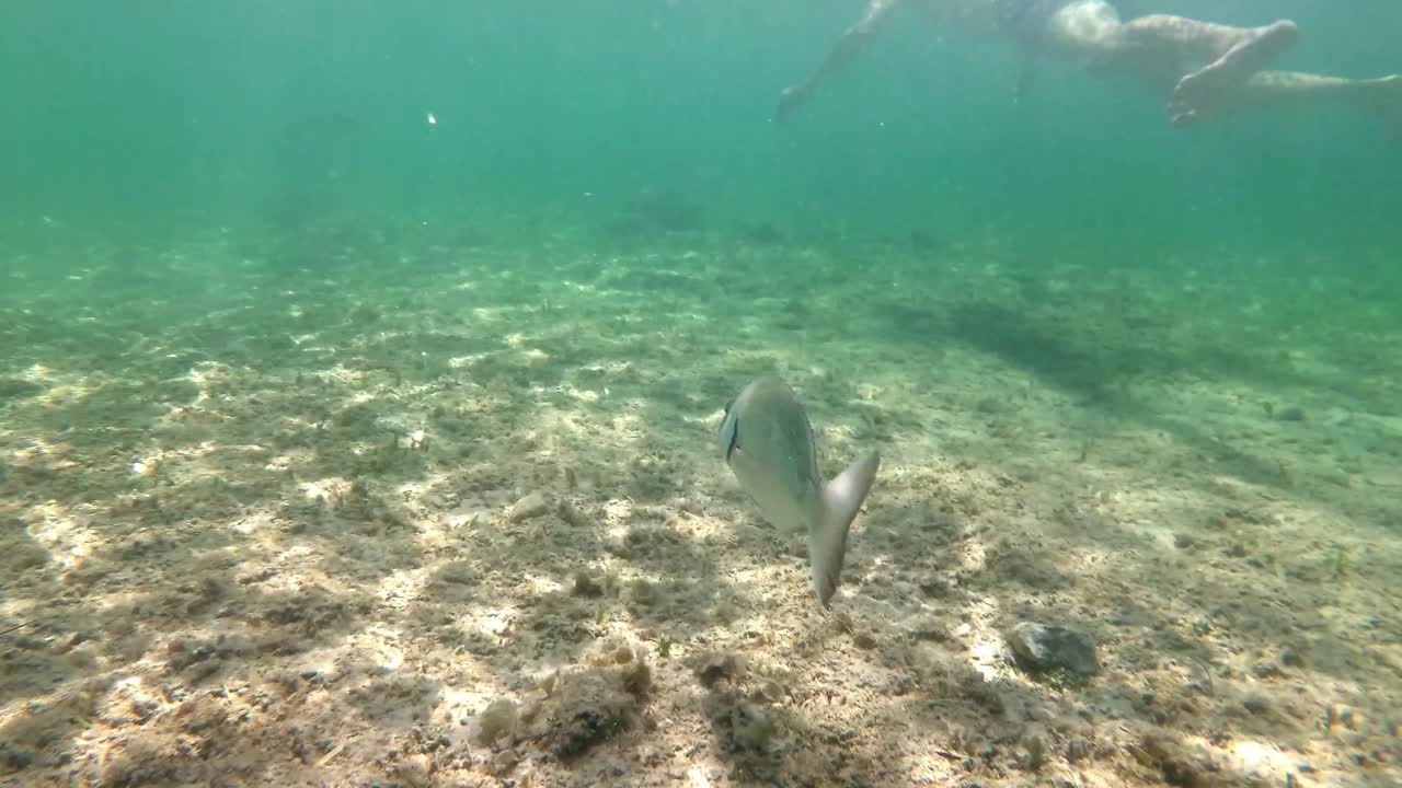españa, mallorca, cala sant jordi e isla cabrera