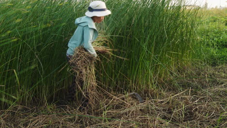shot of a farmer uprooting tall grass before drying for making traditional mattress on a bright sunny day in quang nam province, vietnam during evening time.