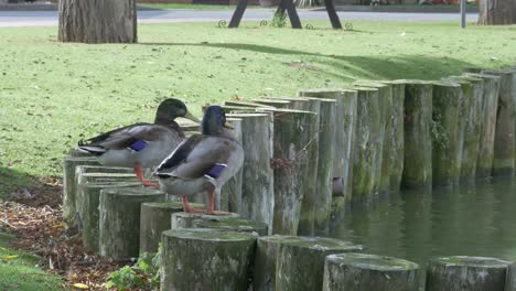 two ducks jump from logs into a pond