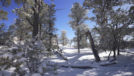 tranquil winter forest with fresh powder snow in the morning