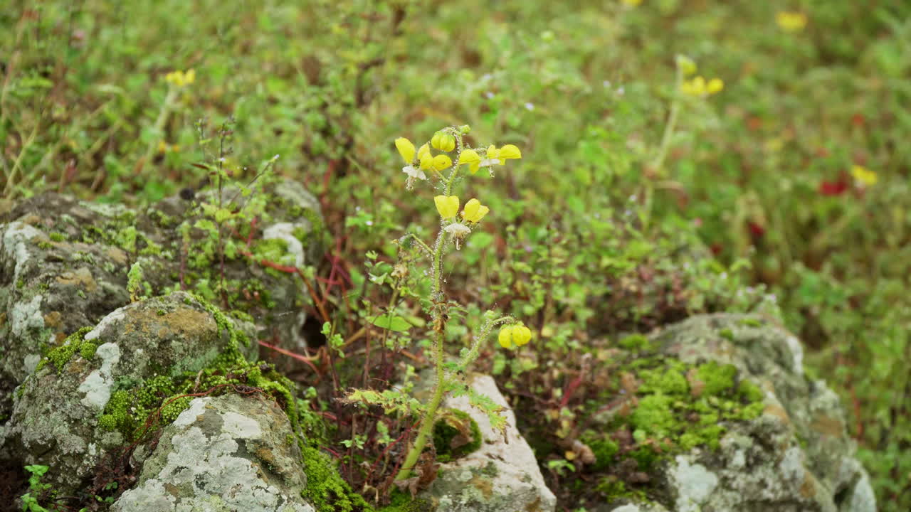 primer plano de una flor silvestre en lomas de manzano, pachacamac, lima, perú