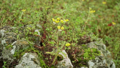 primer plano de una flor silvestre en lomas de manzano, pachacamac, lima, perú