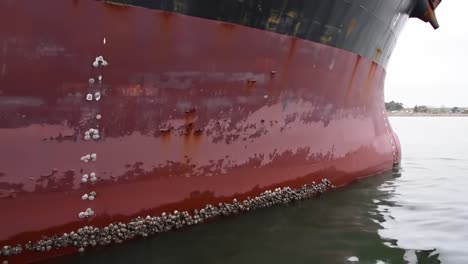 a close-up view of marine growth on a ship's hull, highlighting the impacts of biofouling and environmental interaction in aquatic settings