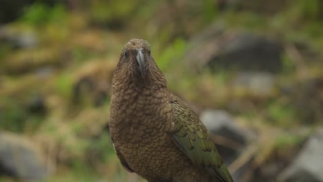 pájaro kea de aspecto inquisitivo en el hábitat natural de nueva zelanda, de cerca