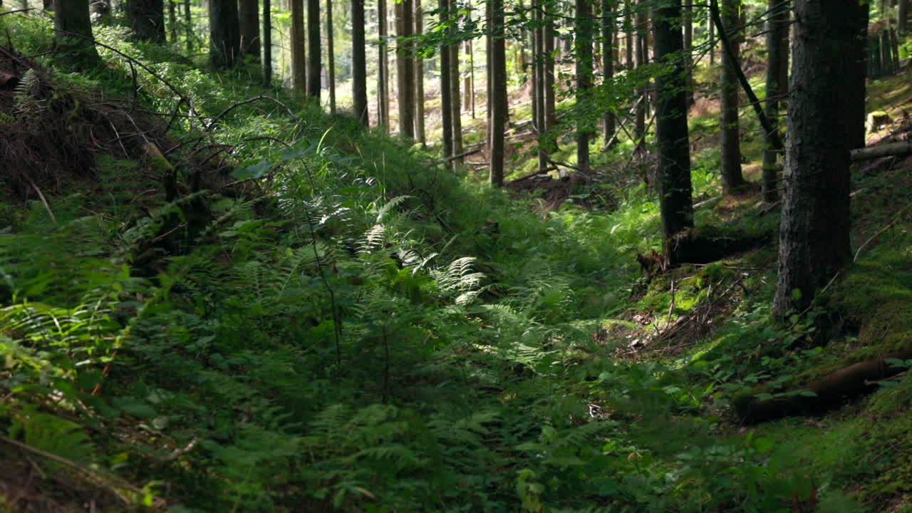 Woods inside. Fresh green fern plants and healthy moss growing in the forest. Beautiful green nature. Trees in the mountain woodland in summer.