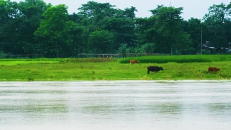 cows grazing by the riverbank in the lush countryside in rural bangladesh