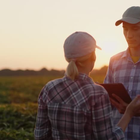 Los-Agricultores-Están-Discutiendo-En-El-Campo-Usando-Una-Tableta.