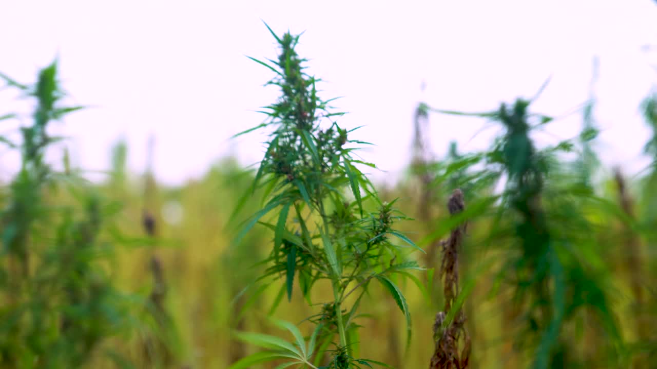 растения конопли, качающиеся на ветру, поле органического выращивания