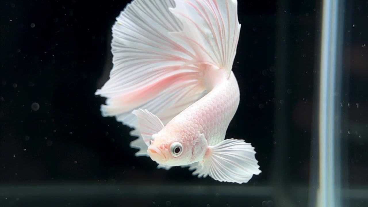 Notando il riflesso, un pesce betta halfmoon pallido ruota verso la destra della vasca di vetro, con le pinne spiegate.